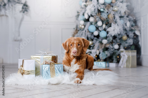 Fototapeta Naklejka Na Ścianę i Meble -  dog in the scenery, the holiday and the New Year, Christmas, holiday and happy