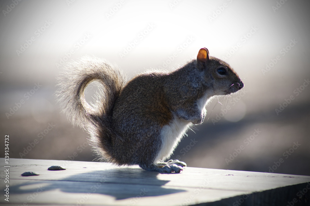 SQUIRREL SQUIRREL