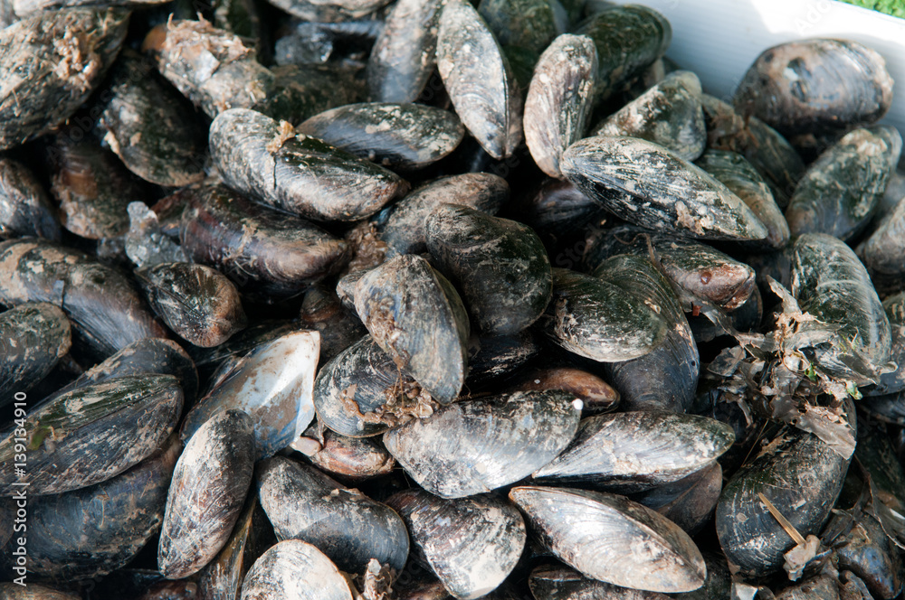 Fresh mussels, live mussels are for sale at the market Fresh mussels, live mussels are for sale at the market