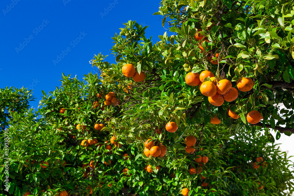 Orange tree. ripe tangerines growing on a tree Orange tree. ripe tangerines growing on a tree