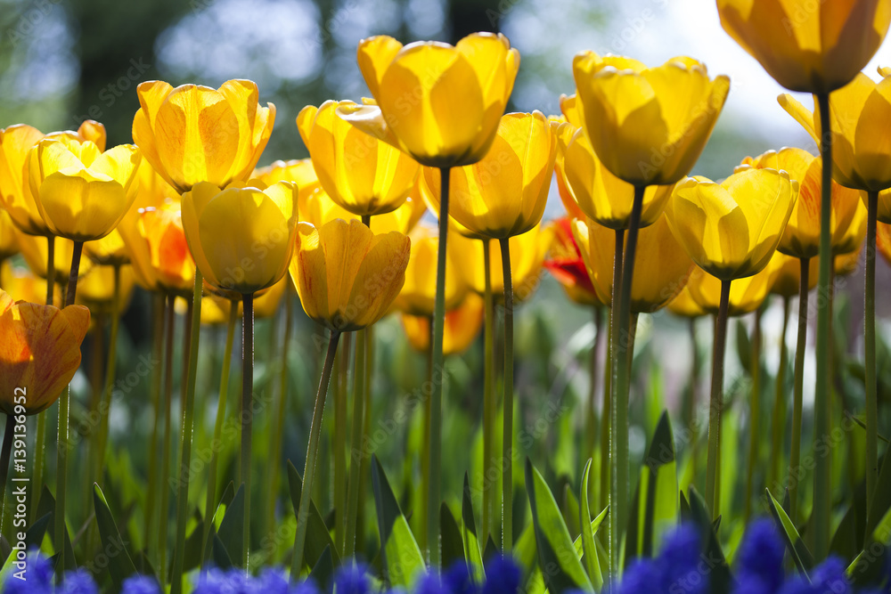 Fototapeta premium Garden, flower background, tulips