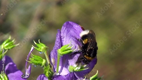 Hummel und Eisenhutblüte (Großaufnahme) photo