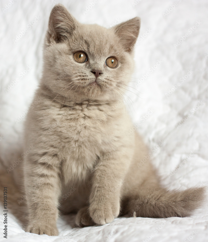 Obraz premium British short hair kitten, lilac color on light background, indoor