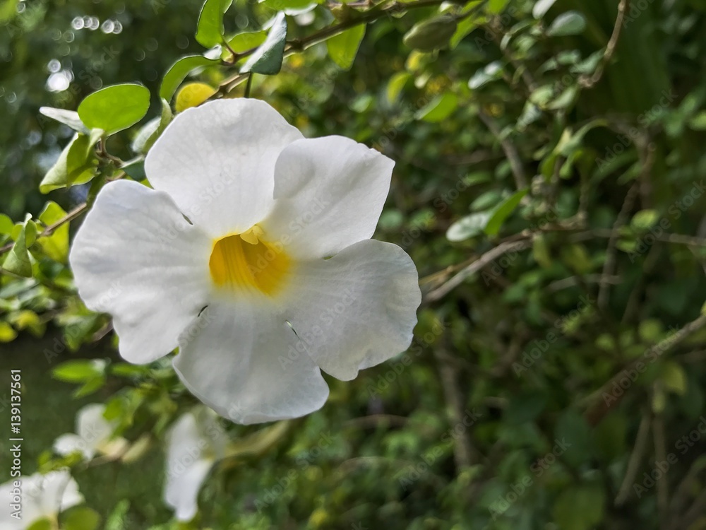 Tahitian Flowers