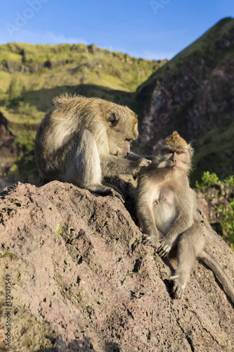 A pair of monkeys in the open nature  look after each other. On Vulcan Batur Bali. The height of 2000 meters above sea level. The female and male.