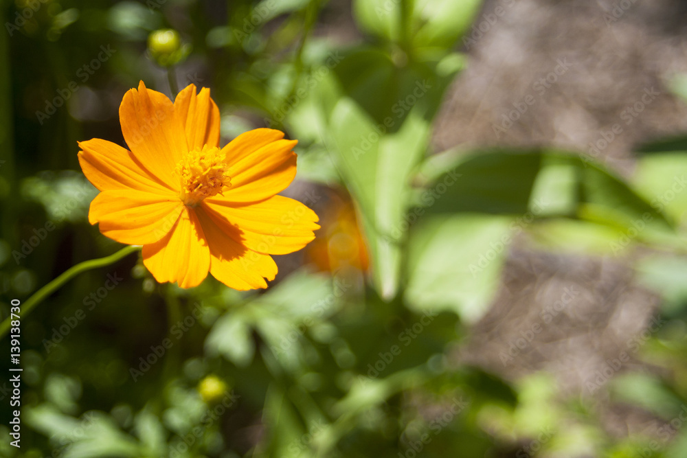 Flower Flower