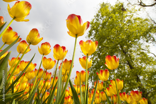 Fototapeta Naklejka Na Ścianę i Meble -  Spring tulips in the garden, spring blossom