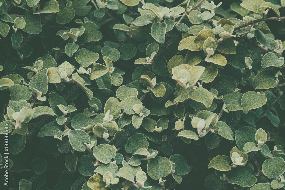 Green leaf background. Green leaf background.