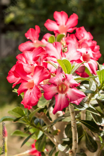 Red desert rose blossom closeup under the sunlight outdoor