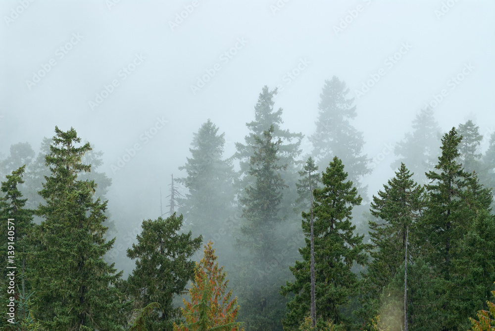 Fototapeta premium Misty view from McClellan Overlook, fog cover the forest. Gifford Pinchot National Forest, USA Pacific Northwest, Oregon.