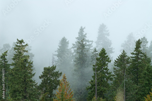 Misty view from McClellan Overlook, fog cover the forest. Gifford Pinchot National Forest, USA Pacific Northwest, Oregon.