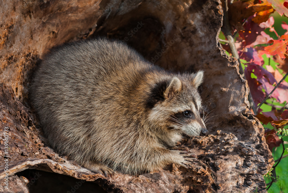 Raccoon (Procyon lotor) Looks Right from Inside Log Raccoon (Procyon lotor) Looks Right from Inside Log