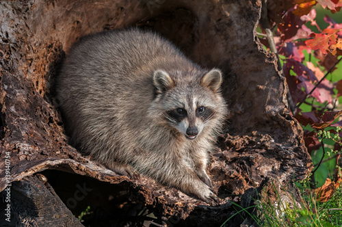 Raccoon (Procyon lotor) Looks Out from Inside Log