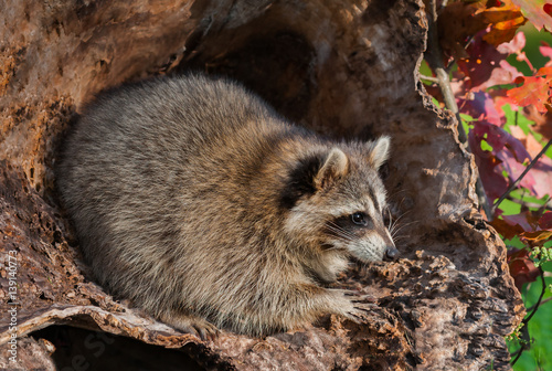 Raccoon (Procyon lotor) Looks Right from Inside Log