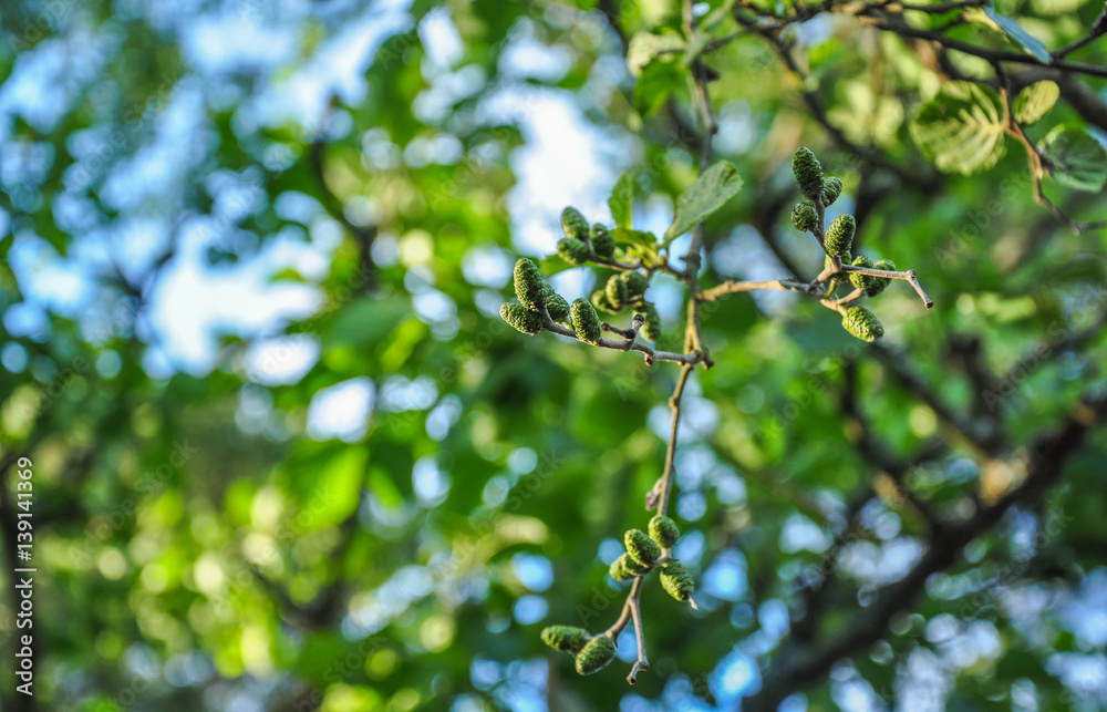 Obraz premium Green cones and branches of alder tree on blurred background