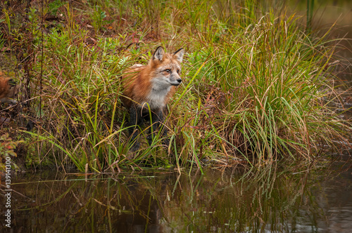 Red Fox ( Vulpes vulpes) Peers Out from Reeds