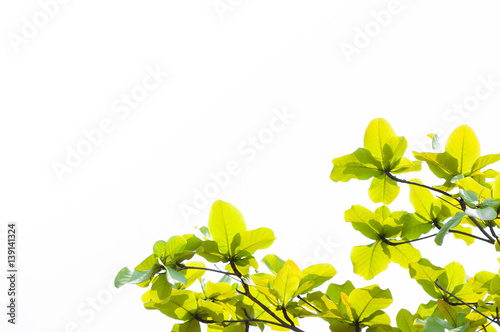 green leaf leaves budding in the spring for background,In the spring natural background , eco concept