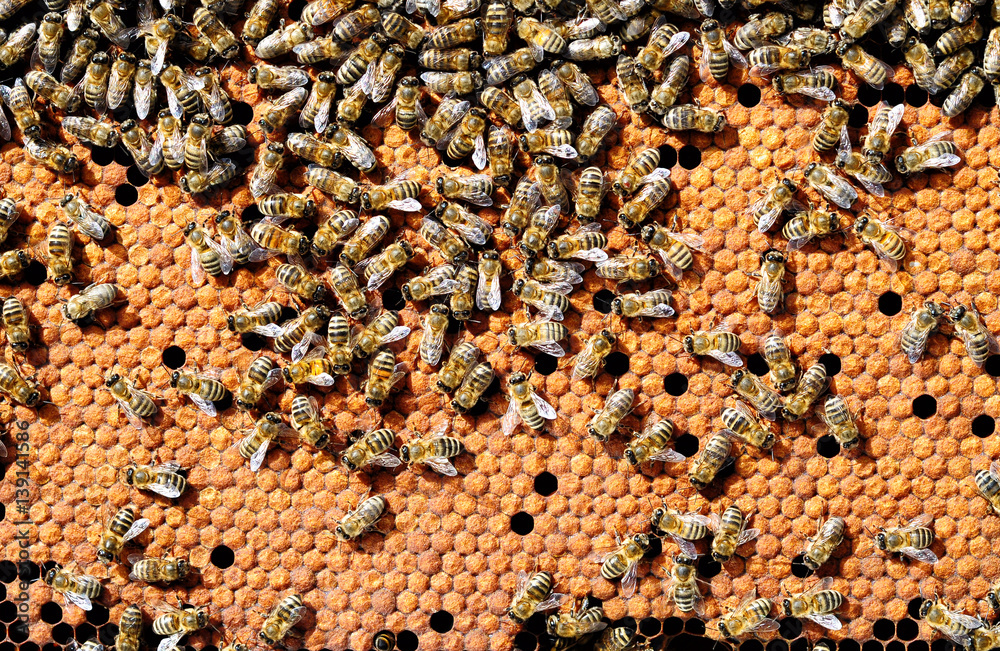 Bees on honeycombs heated bee brood. Apiculture. Bees on honeycombs heated bee brood. Apiculture.