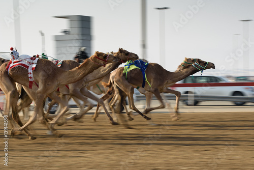 camel race photo