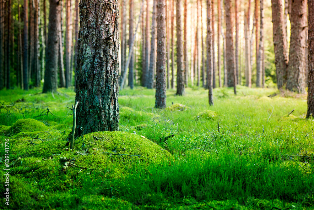Obraz premium A shot of a pine forest and a thick layer of moss. Photo was taken in a forest near the Baltic sea on a sunset while gathering mushrooms