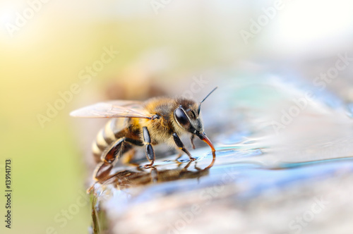Macro photo bee drinking water. Animals and water.