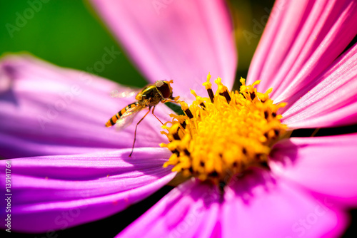 Macro shot of a wasp sitting on a pink blossom and collecting pollen on a sunny summer day