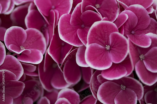 Closeup of flower