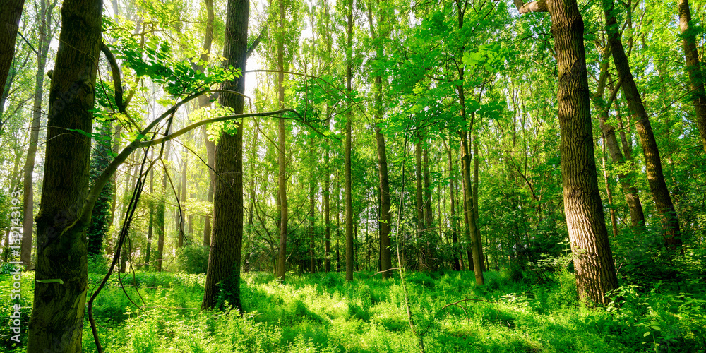 Naklejka premium Frühling im Wald