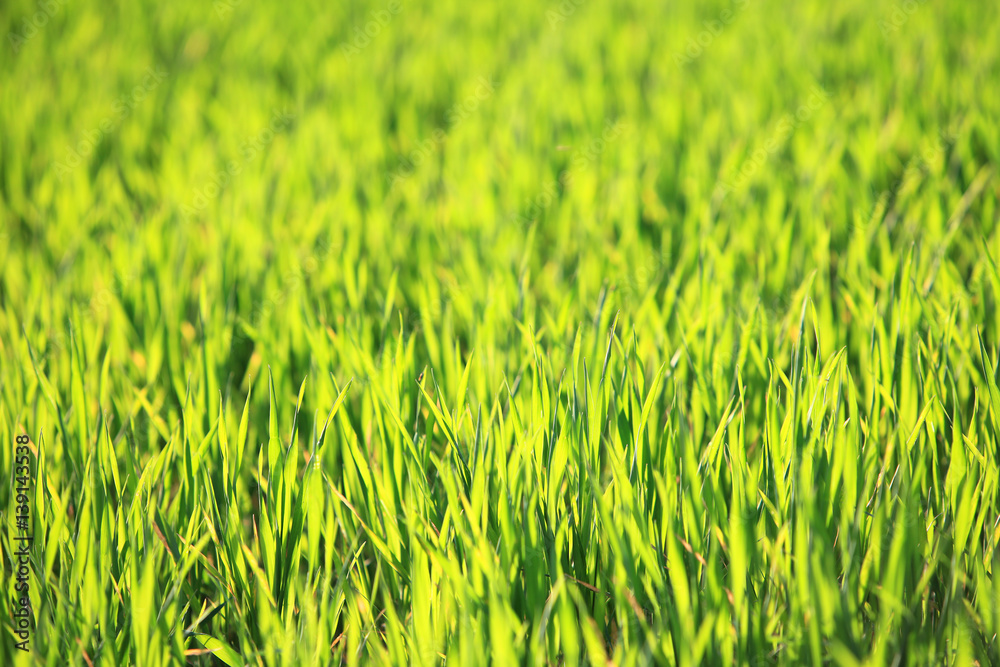 Grüner Gras Hintergrund