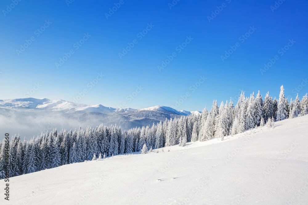 Mesmerizing white tree and white mountain.