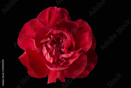 Beautiful Red carnation Head on Black back ground