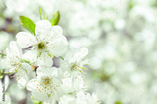 spring cherry tree blossom. floral background with white flowers.