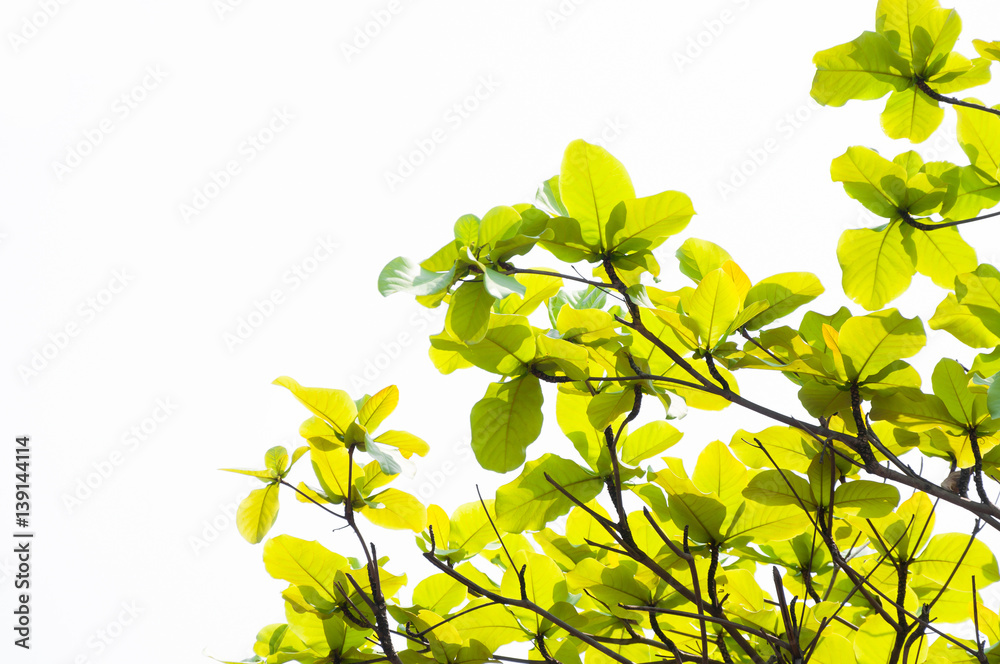 green leaf leaves budding in the spring for background,In the spring natural background , eco concept green leaf leaves budding in the spring for background,In the spring natural background , eco concept
