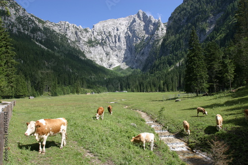Kühe grasen vor dem Jenner im Berchtesgadener Land © Anke Thomass