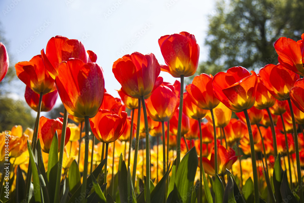 Fototapeta premium Spring in garden, flower background, tulips