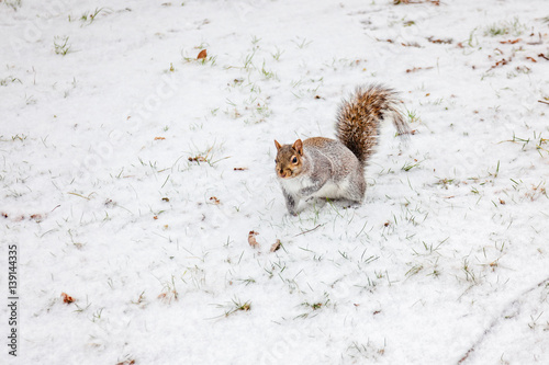 Canadian grey squirrel on the snow ground in winter park. photo