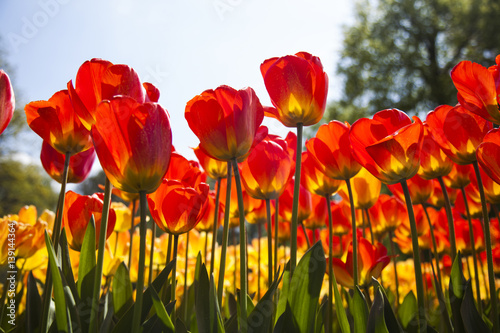 Spring in garden  flower background  tulips