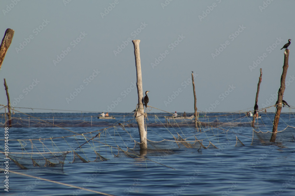 Cormorant hunting around the fishing nets Cormorant hunting around the fishing nets