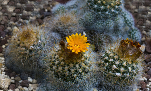 Cactus, Parodia maranana_Botanical garden KIT Karlsruhe, Baden Wuerttemberg, Germany photo