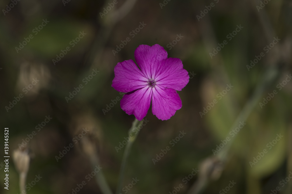 Rose Campion (Lychnis coronaria),.Germany Rose Campion (Lychnis coronaria),.Germany