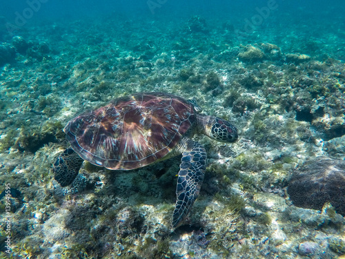 Sea turtle eating seaweeds. Green turtle in sea water. © Elya.Q