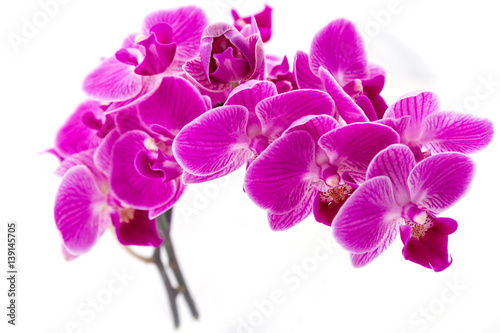 Flowering branch of Orchid falenopsis on white background
