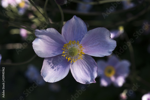 Japanese anemone  Anemone hupehensis   Germany  Europe