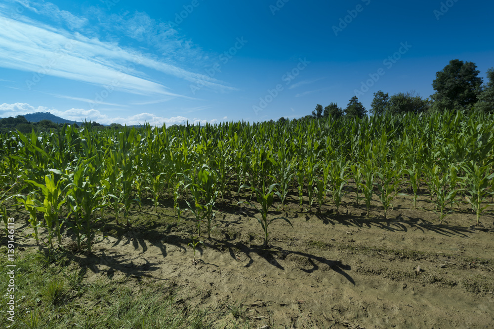 Corn field after heavy rainfall, Baden-Wuerttemberg, Germany