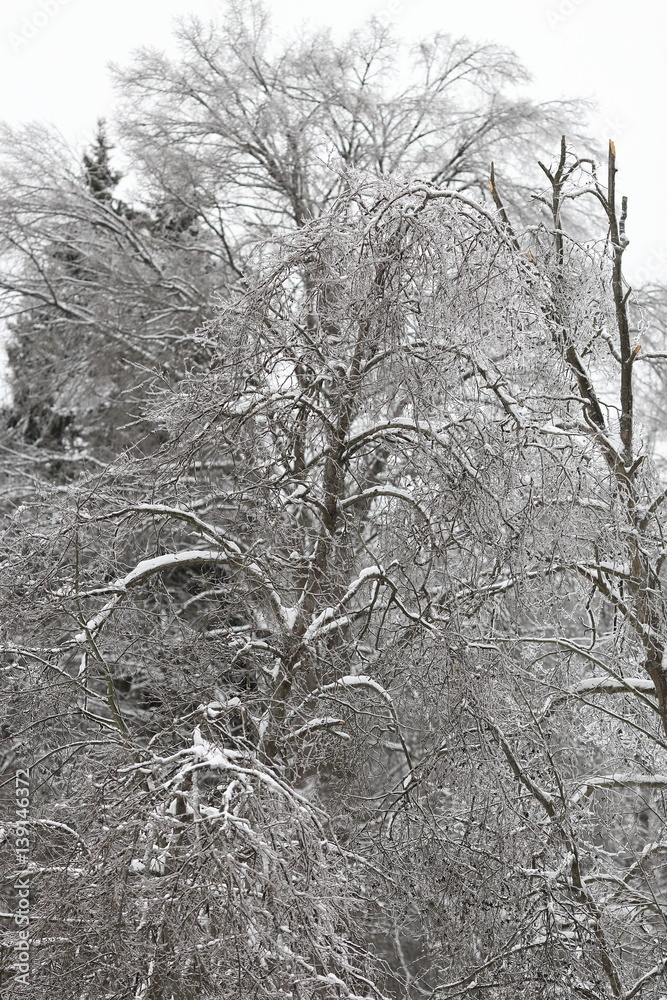 Fototapeta premium Tree after an ice storm, rain.
