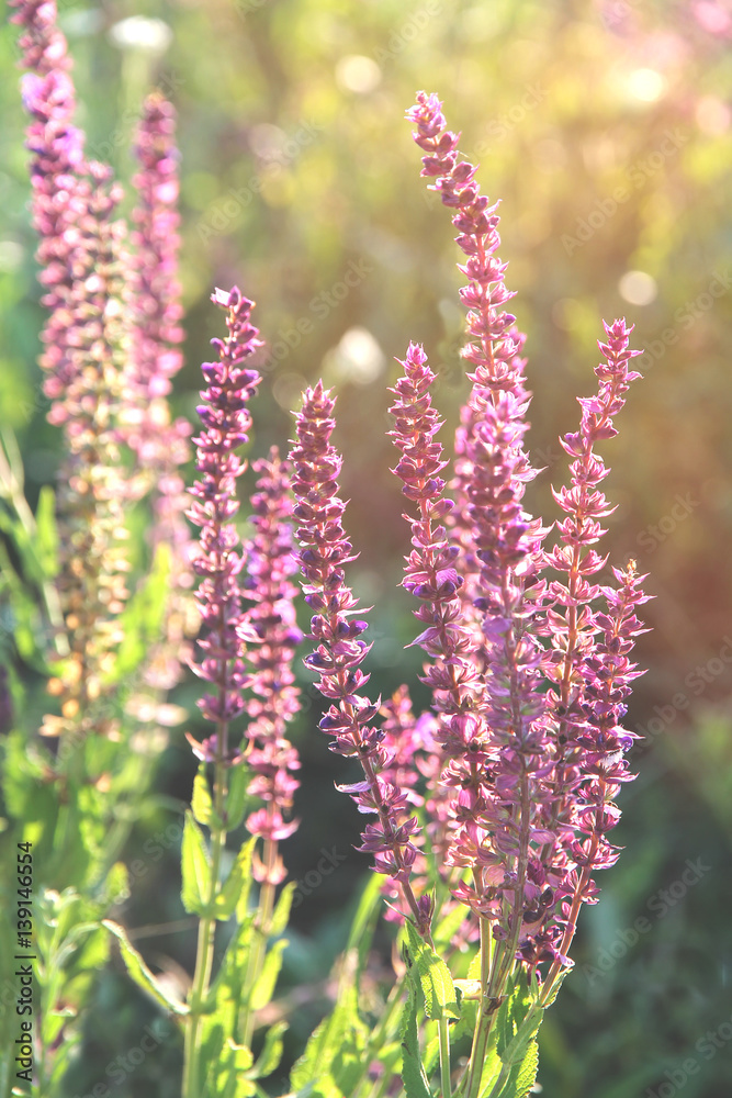 the sun's rays shine on blossoming meadow sage the sun's rays shine on blossoming meadow sage
