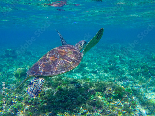 Sea turtle diving above seaweeds. Green turtle in sea water.