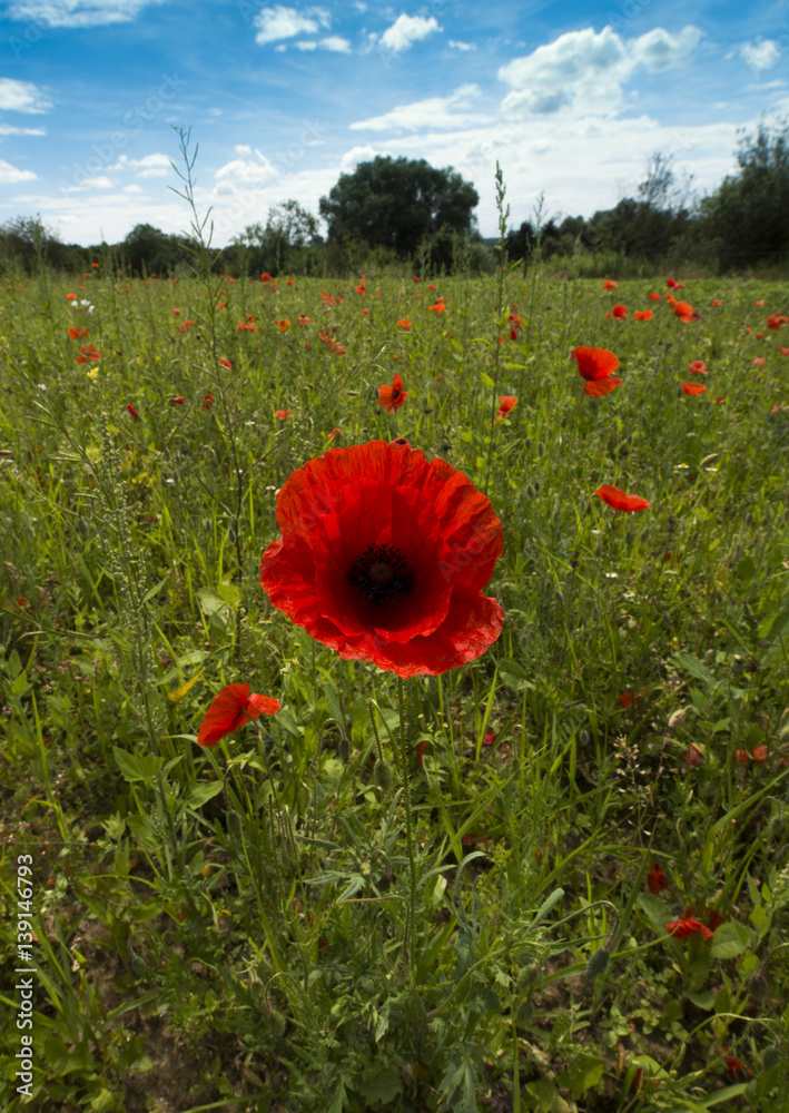 Fototapeta premium Close up of poppies, blossom, Baden-Baden, Baden Wuerttemberg, Germany, Europe