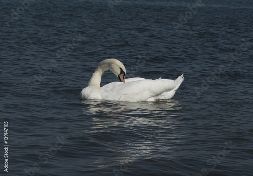 A white swan on the Rhine near Iffezheim_Baden Baden  Germany  Europe