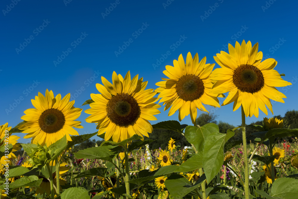 Obraz premium Sunflower field against blue sky_Baden-Baden, Germany